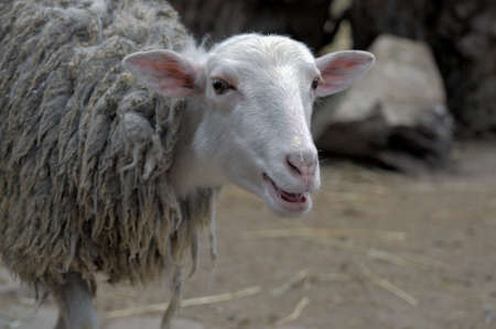 Head of sheep close up.