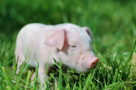 Small piglet on a green grassの写真素材