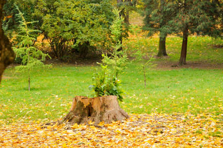 Autumn leavesの写真素材