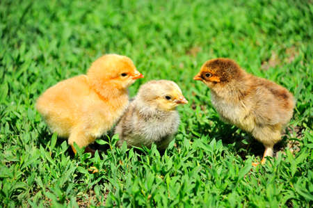 Beautiful little chicken on green grassの写真素材
