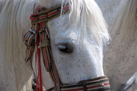 The head of a horse close up.の写真素材