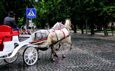 Horses in carriage
