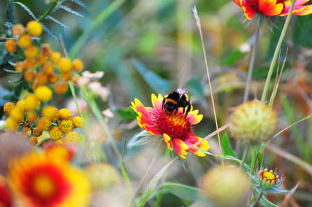 wildflowers closeup sunflowers in summer day