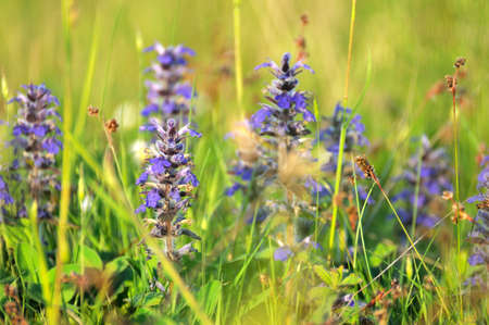 wildflowers and green grass closeup with bokeh on sunset. selective focus