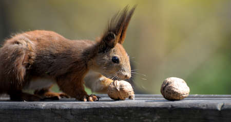Red Squirrel (Sciurus vulgaris) taken at forest