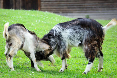 young goats fighting with their heads at an animal farmの写真素材