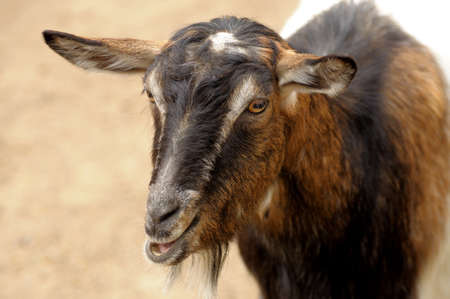 goat