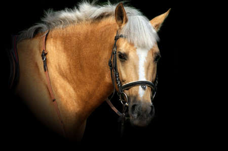 Portrait of nice brown horse.の写真素材