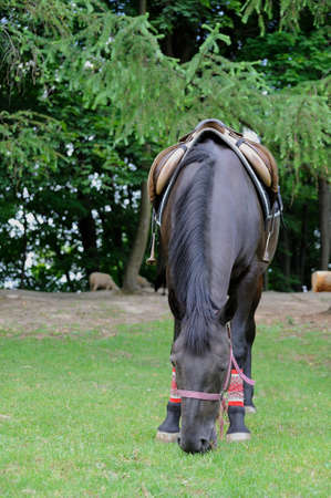 Beautiful horse with a saddle on a farmの写真素材