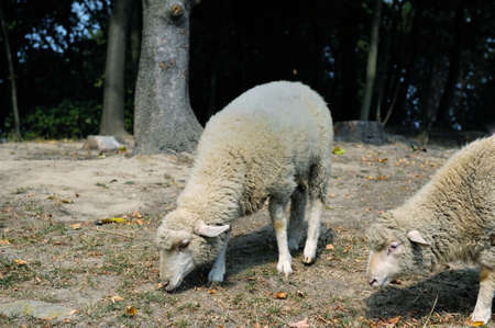 Sheep close up on a background of the forest