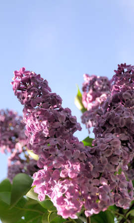 branch with spring lilac flowers .の写真素材