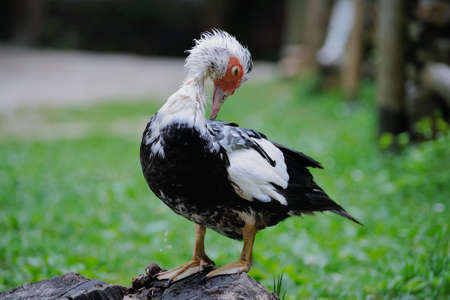 A muscovy duck on grass at lakesideの写真素材