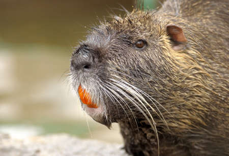 nutriaの写真素材