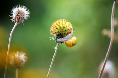 Small brown snail on a green leafの写真素材