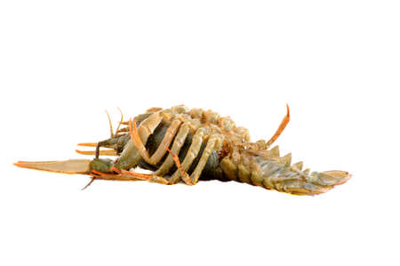 Crayfish isolated on white backgroundの写真素材