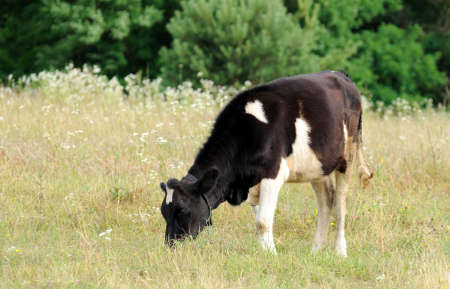 Cow on pasture eating grass.の写真素材