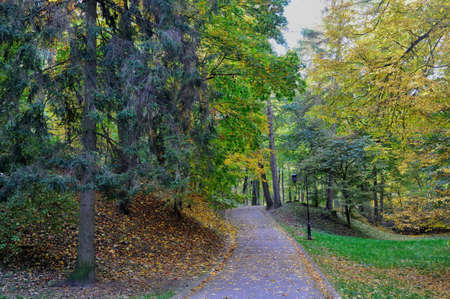 Path in autumn park with yellow leaves on groundの写真素材