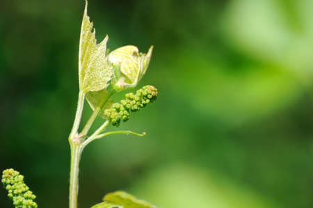 Grape vine in bloom and budsの写真素材