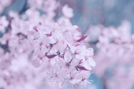 Spring border or background with  blossomの写真素材