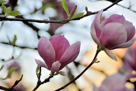 Spring magnolia flowers, natural abstract soft floral background