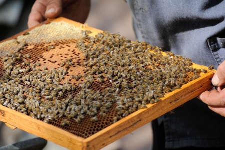 beekeeper inspects a frame of bees