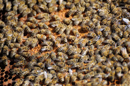 beekeeper inspects a frame of bees