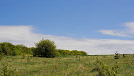 field with trees and grass and a wonderful nebanebaの写真素材
