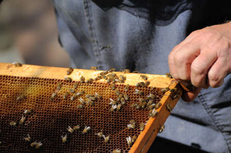 beekeeper inspects a frame of bees