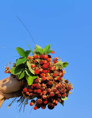 Bunch of wild strawberry in woman's hand, summer scene.  Against the background of the skyの写真素材