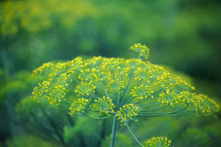 Yellow flowers of dill (Anethum graveolens). Close up.の写真素材