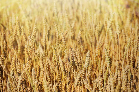 Gold wheat field  in summer day background