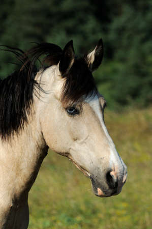 Portrait. Horse head close up on nature background