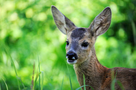 young deer portrait closeup on the background of wild natureの写真素材
