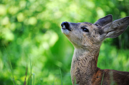 young deer portrait closeup on the background of wild natureの写真素材