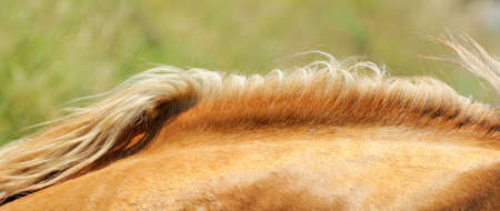 A close up of the neck and mane of a chestnut horseの写真素材