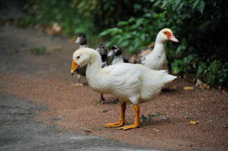 Duck grazing in a meadow. Mallard Duck Walking in a Green Fieldの写真素材