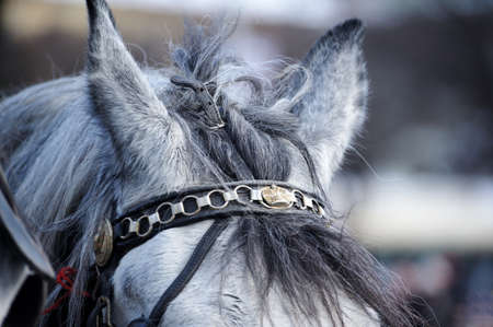 The head of a horse closeup in the wintering season