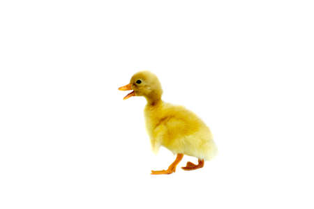 Yellow duckling isolated on white background .の写真素材