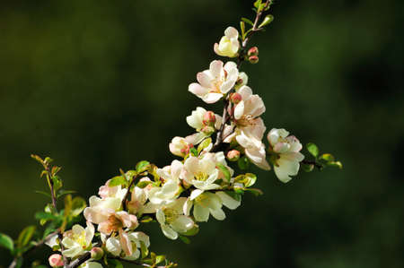 Spring blossom: branch of a blossoming tree on garden backgroundの写真素材