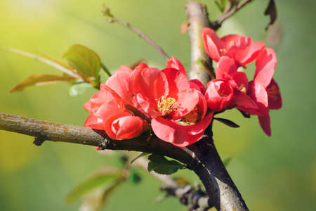 Spring blossom: branch of a blossoming tree on garden backgroundの写真素材
