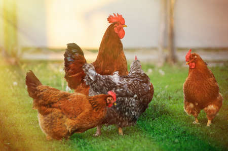 Cock close up on the farm, green grass backgroundの写真素材