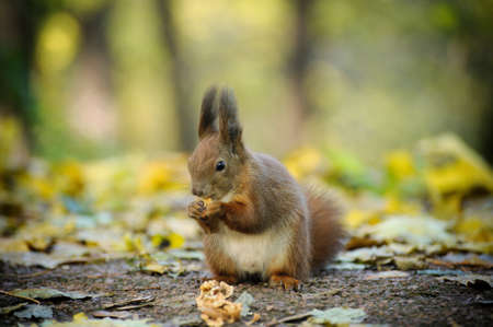 Squirrel close-up eats nuts against the background of the forestの写真素材