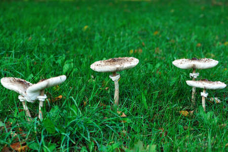 Mushroom umbrella close-up standing in the grass.の写真素材