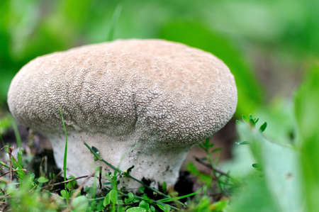 Mushroom raincoat growing in the forest in autumnの写真素材