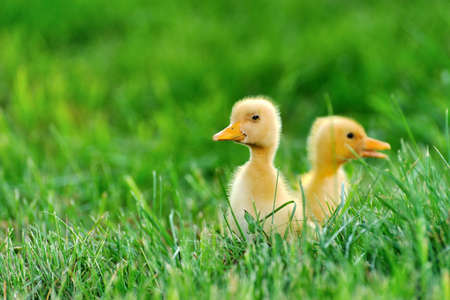 Small duck on the background of green grassの写真素材