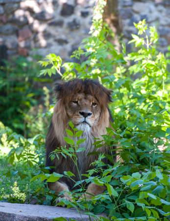 A male Lion . Portrait Lion close-up .の写真素材