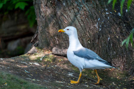 Glaucous Gull ( Larus hyperboreus ) portrait close-up .の写真素材