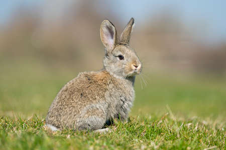 rabbit hare while looking at you on grass background