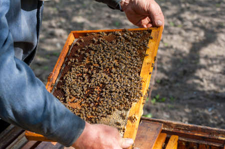 The beekeeper examines bees in honeycombs. In the hands of a honeycomb with honey.
