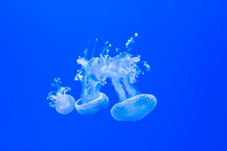 Beautiful jellyfish close up. Abstract background .